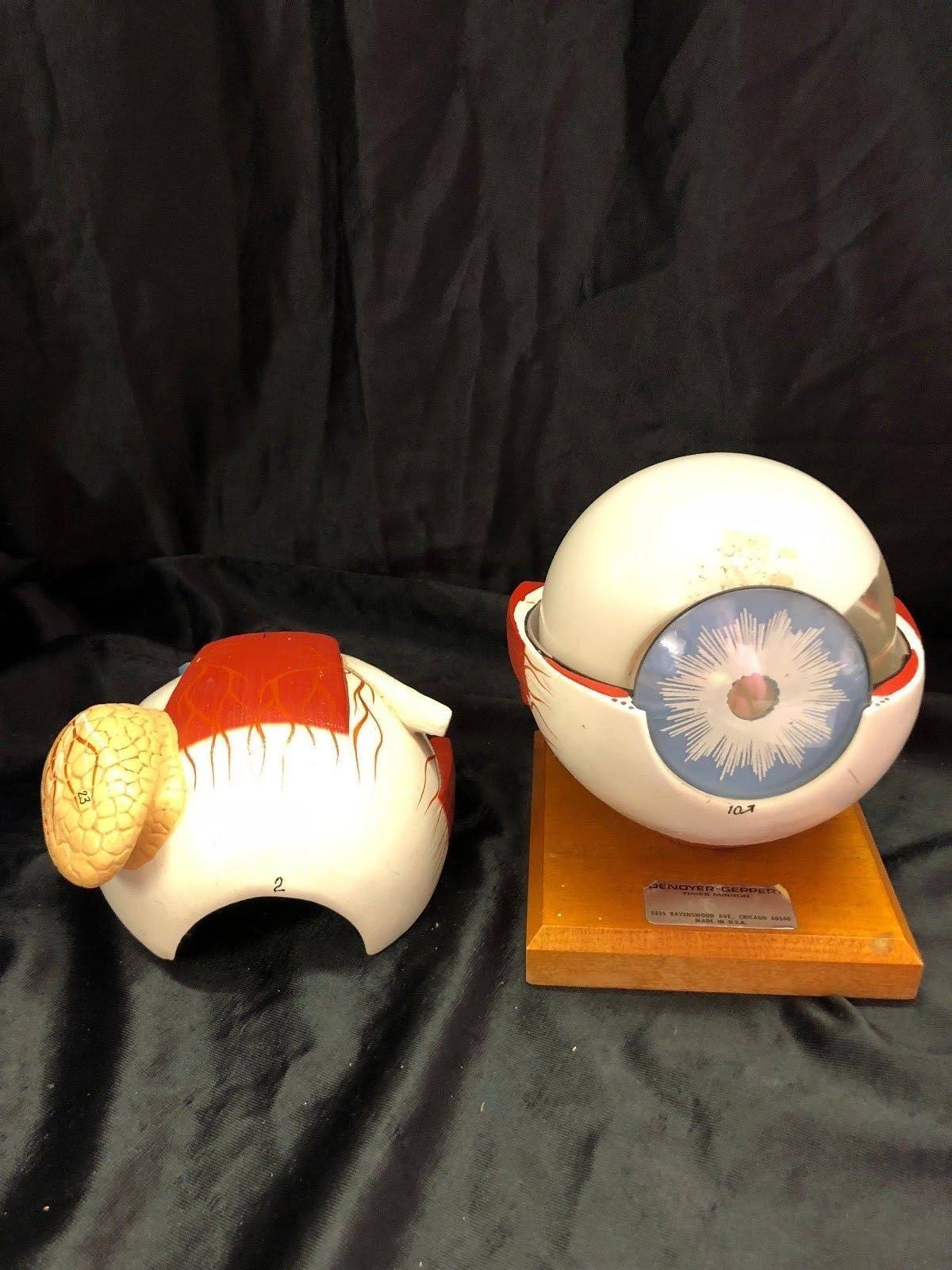 Giant Five Part Eye Anatomical Model O149