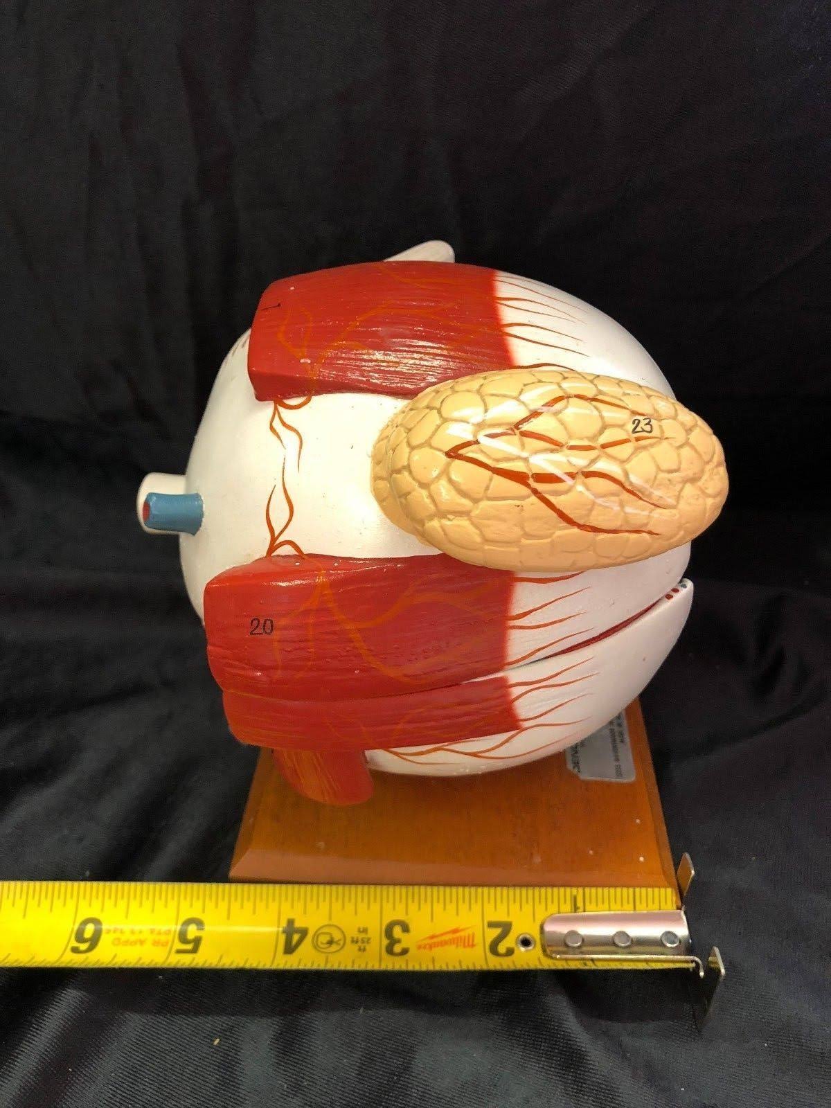 Giant Five Part Eye Anatomical Model O149