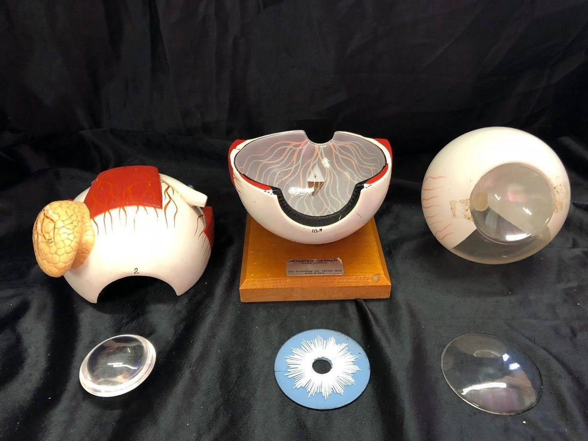 Giant Five Part Eye Anatomical Model O149