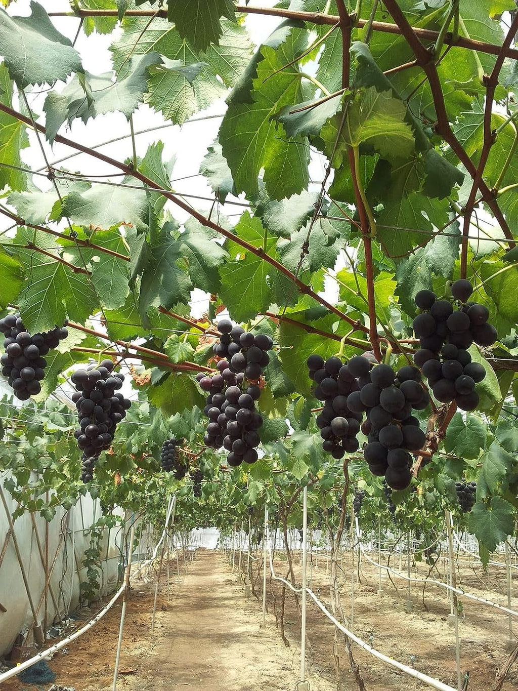 Grape Vine Live Plant 6 Inch Growers Pot K40264