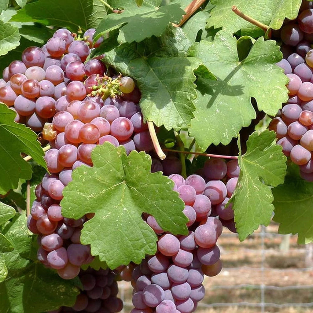 Grape Vine Live Plant 6 Inch Growers Pot K40264