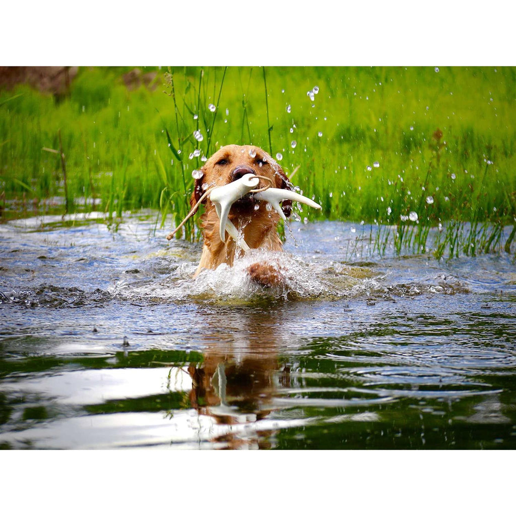 Dog Training Antler Retrieving System P300