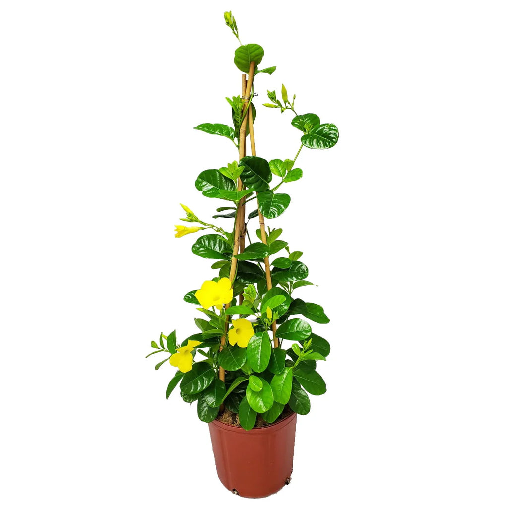 Yellow Mandevilla Vine Plant with Starter Trellis Q24709