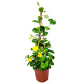 Yellow Mandevilla Vine Plant with Starter Trellis Q24709
