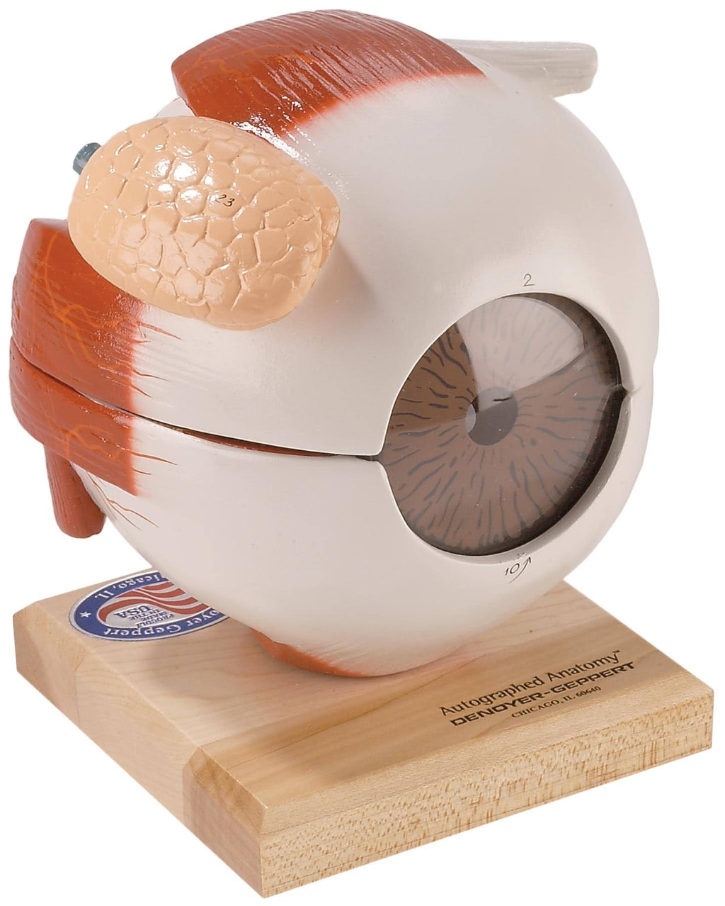 Giant Five Part Eye Anatomical Model O149