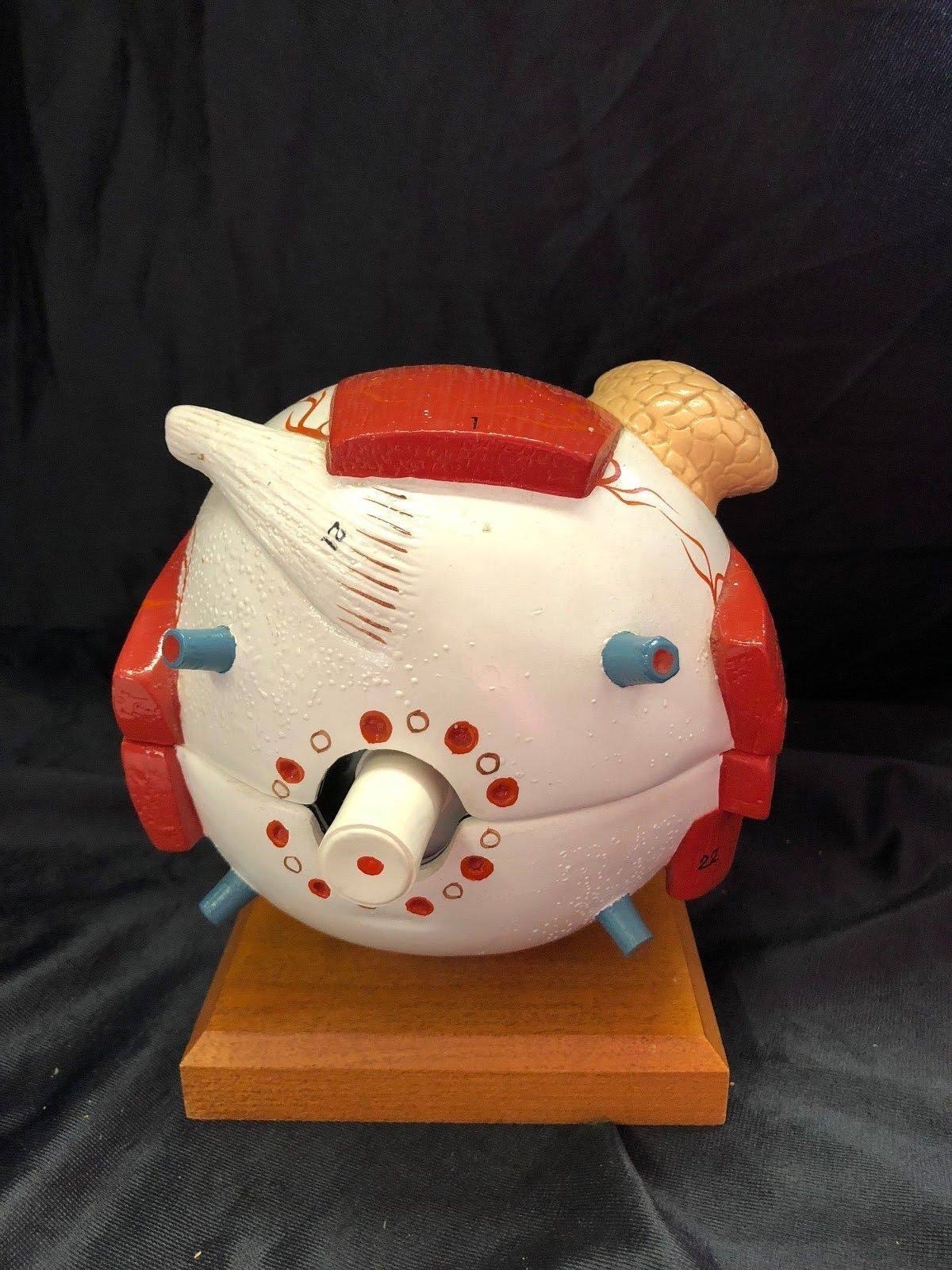 Giant Five Part Eye Anatomical Model O149