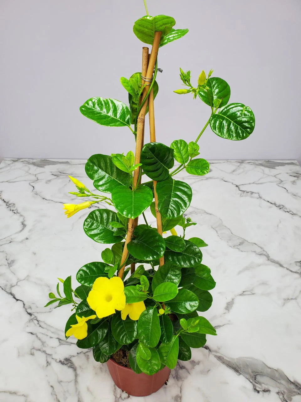 Yellow Mandevilla Vine Plant with Starter Trellis Q24709