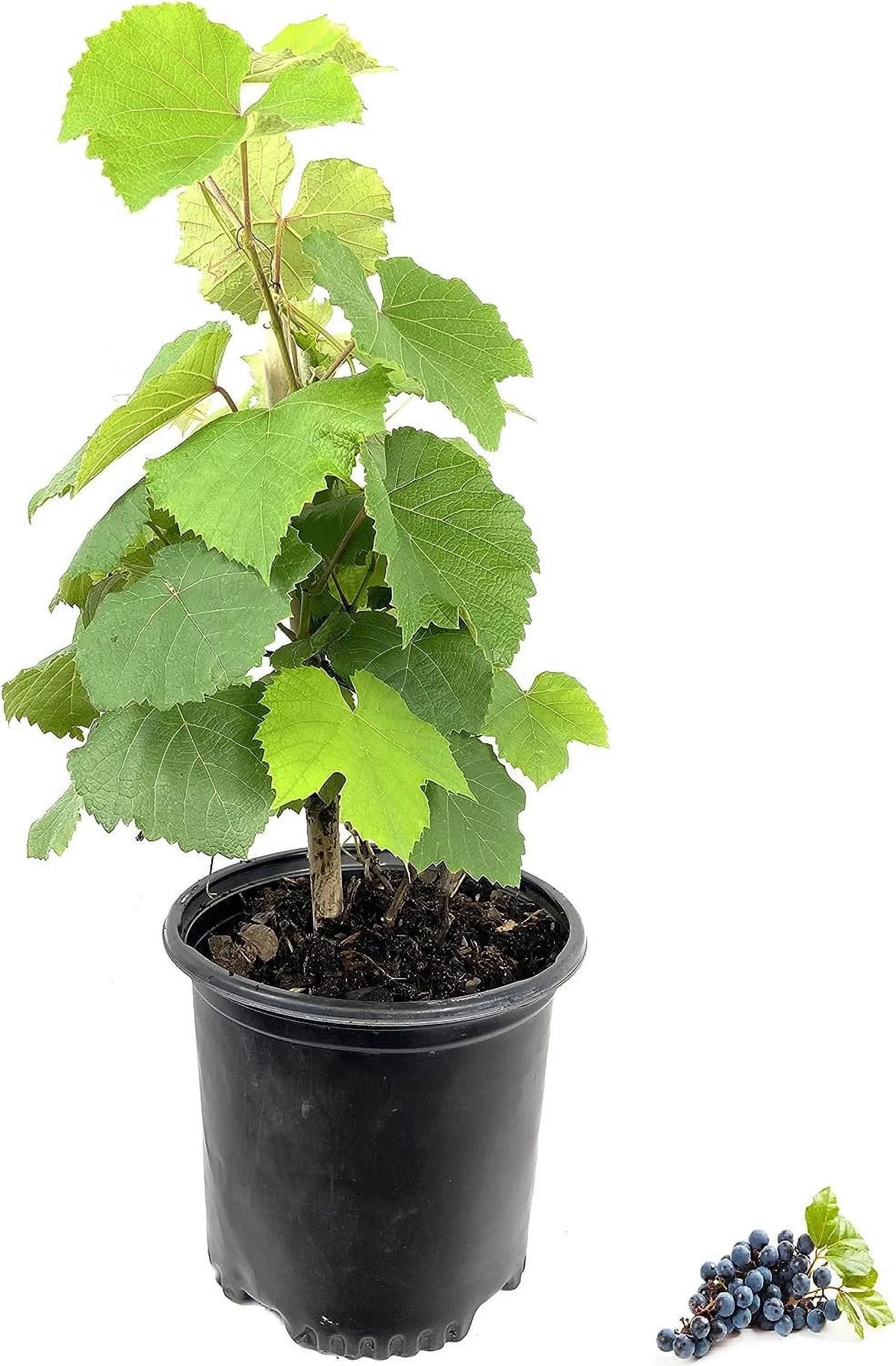 Grape Vine Live Plant 6 Inch Growers Pot K40264