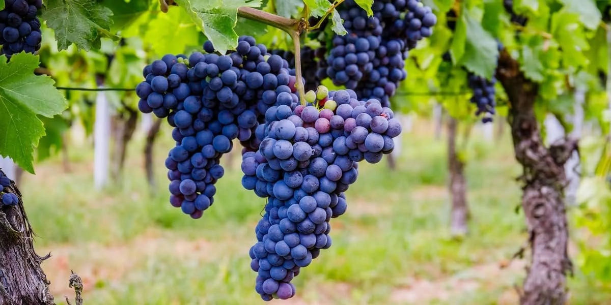 Grape Vine Live Plant 6 Inch Growers Pot K40264