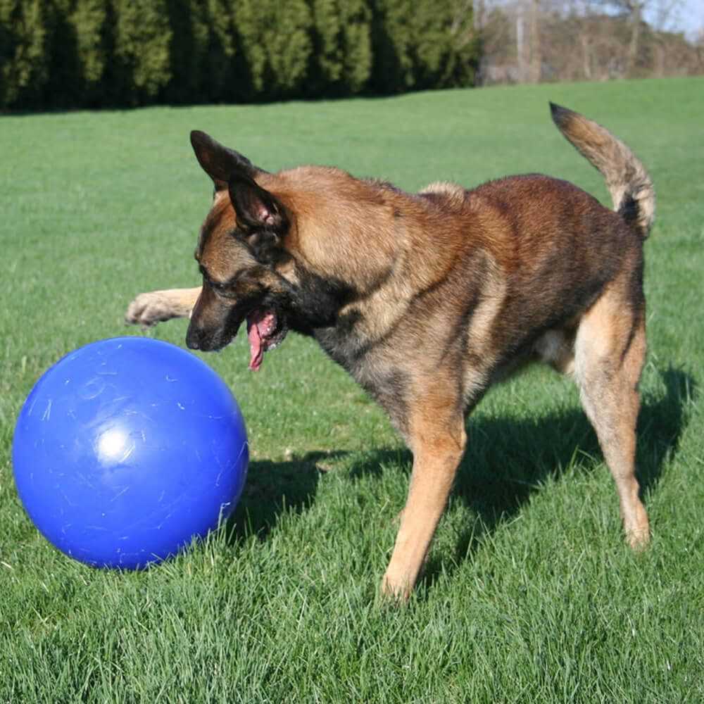 Pet Supplies G6017