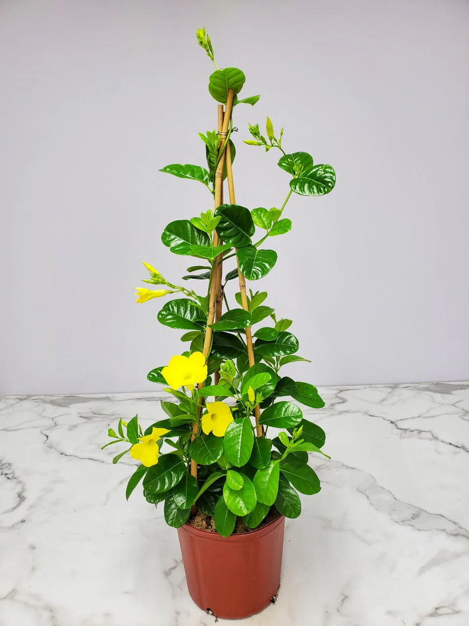 Yellow Mandevilla Vine Plant with Starter Trellis Q24709