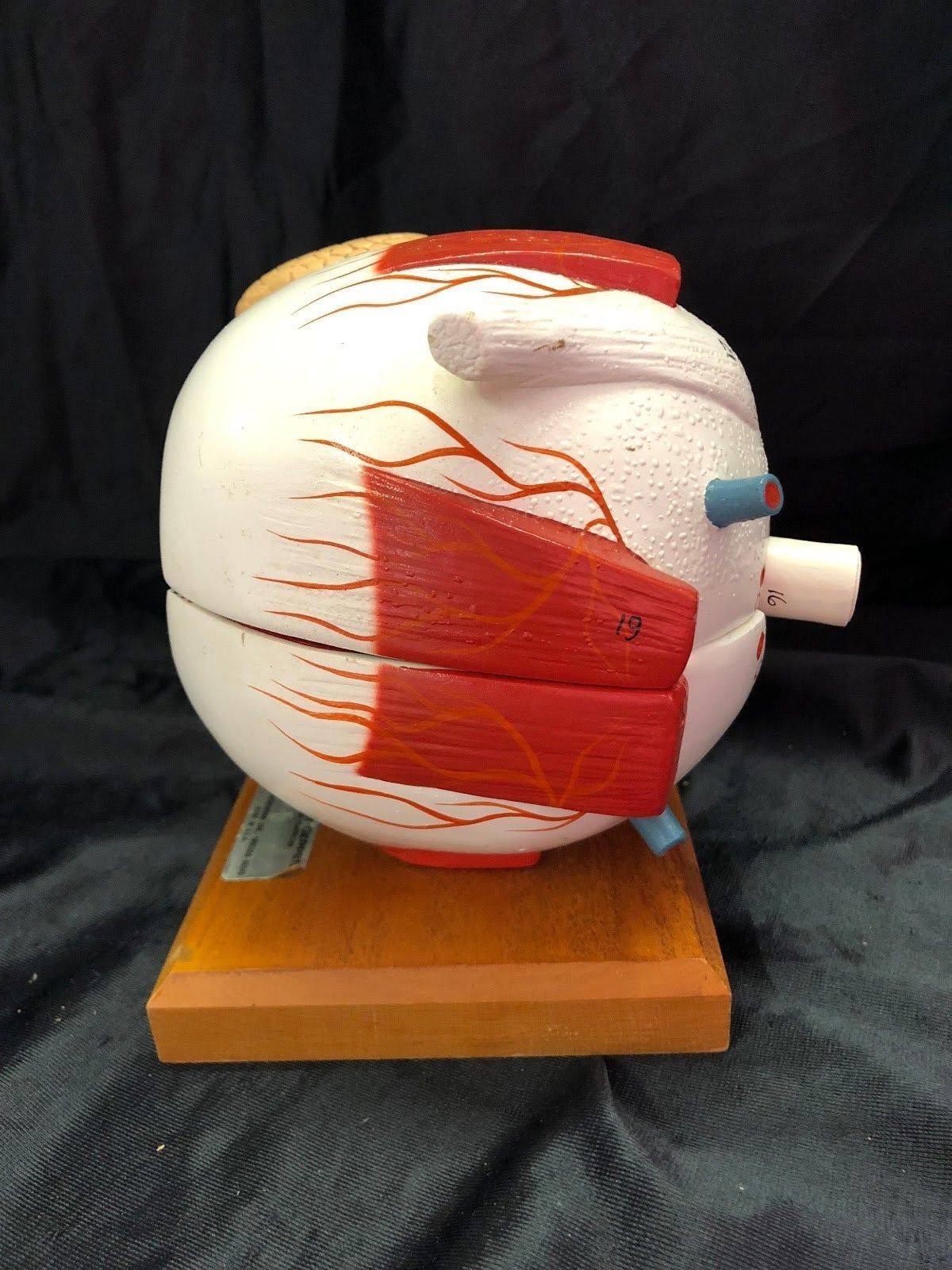 Giant Five Part Eye Anatomical Model O149