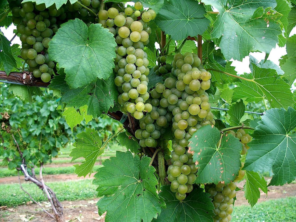 Grape Vine Live Plant 6 Inch Growers Pot K40264