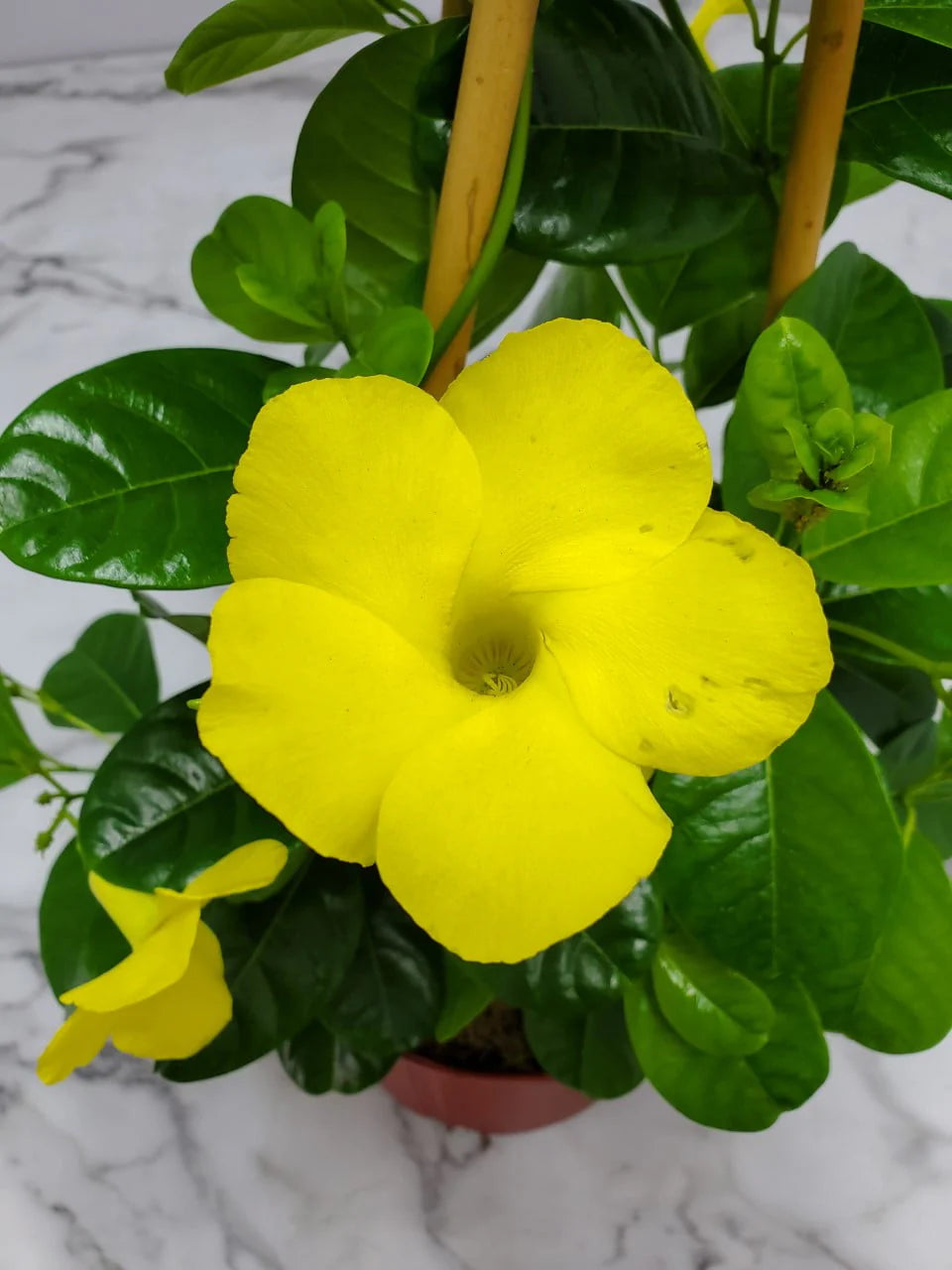 Yellow Mandevilla Vine Plant with Starter Trellis Q24709