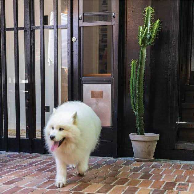 Large Black Patio Pet Door E999345