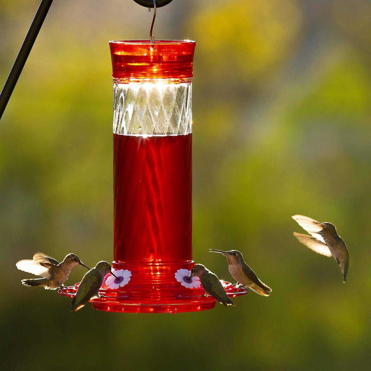 Hummingbird Nectar Q151059