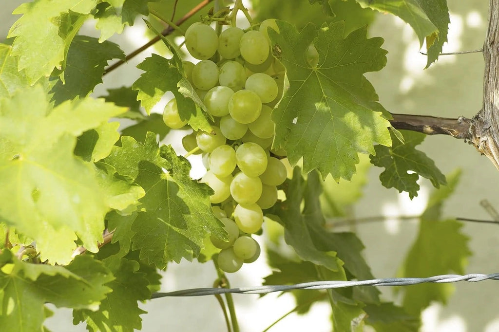 Grape Vine Live Plant 6 Inch Growers Pot K40264