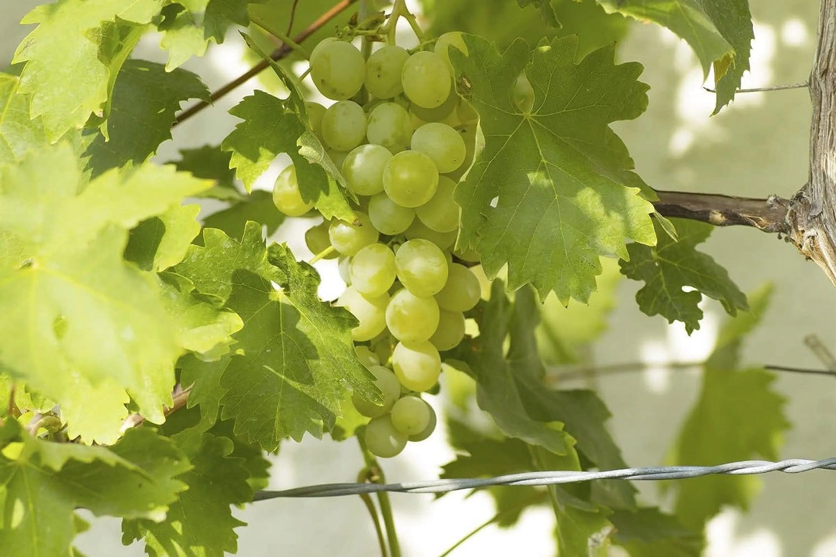 Grape Vine Live Plant 6 Inch Growers Pot K40264