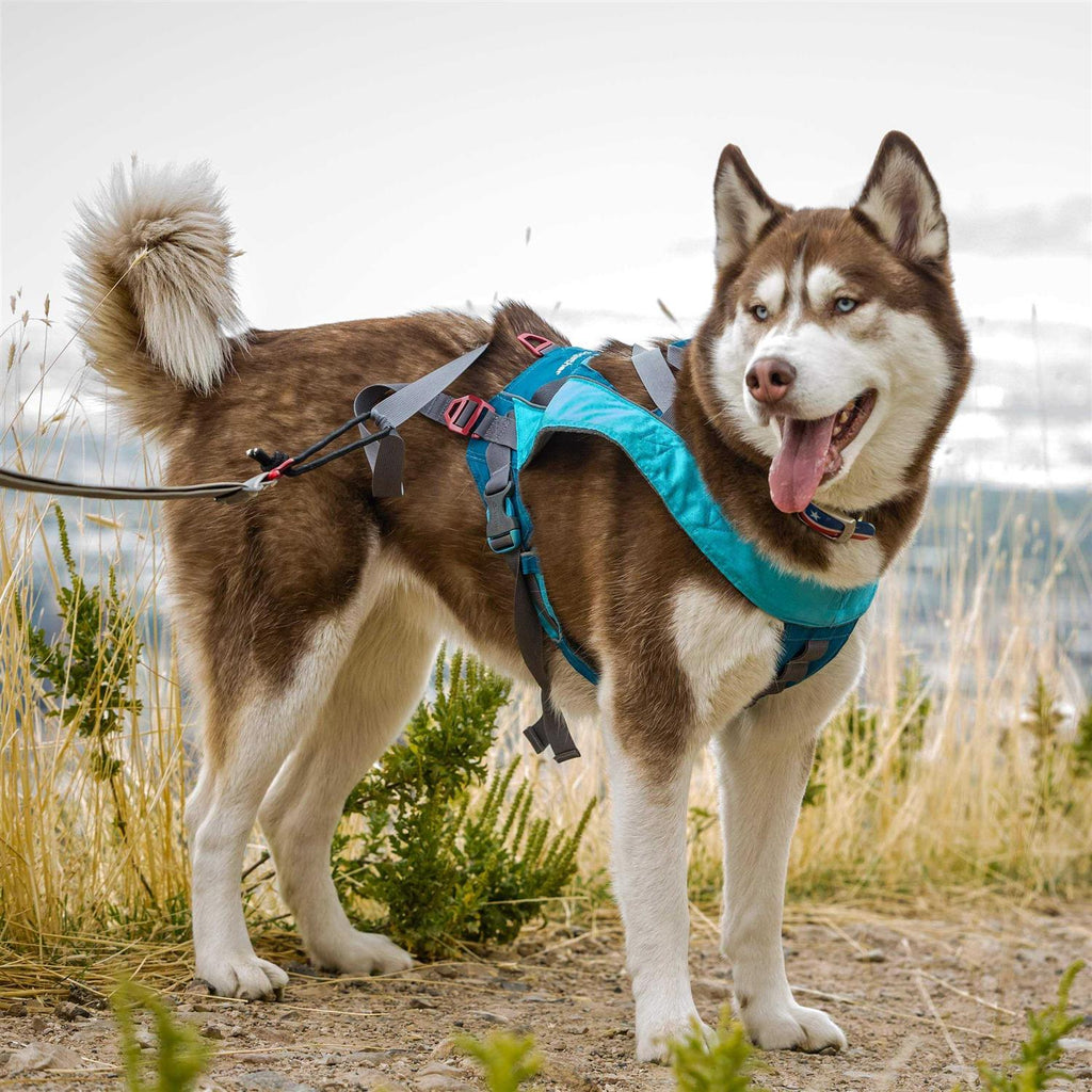 Dog Harness T18023